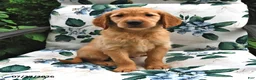 Golden Retriever dogs for sale: Jasper - Ad 1