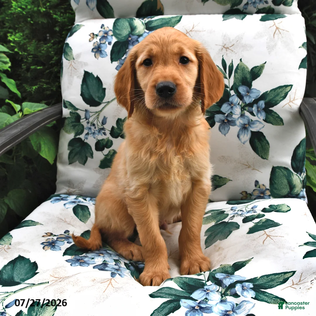 Golden Retriever dogs for sale: Jasper - Ad 1