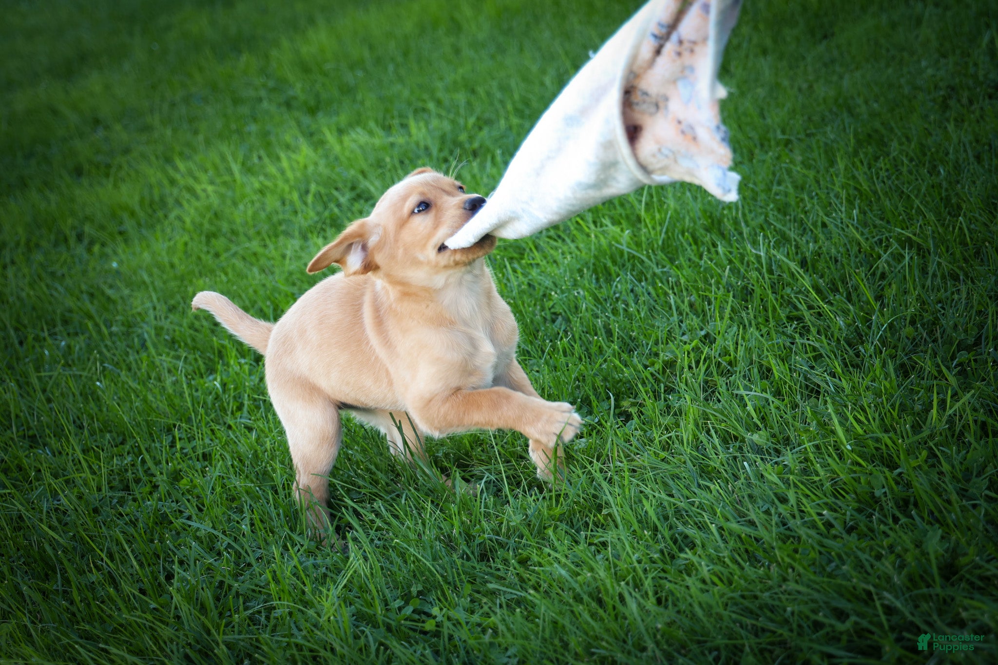 Labrador Retriever dogs NALA - Ad 2