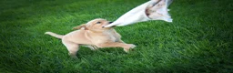 Labrador Retriever dogs for sale: NALA - Ad 2