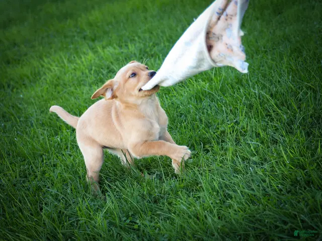 Labrador Retriever dogs for sale: NALA - Ad 2