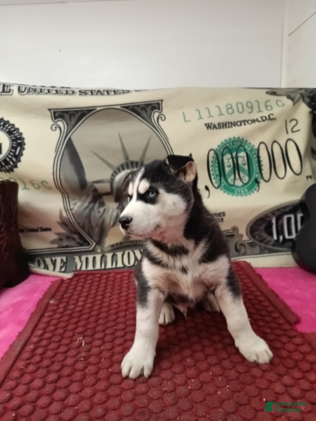 Siberian Husky dogs for sale: Andy  - Ad 5