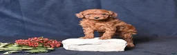Toy Poodle dogs for sale: Rose  - Ad 3