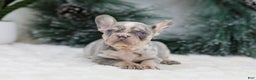 French Bulldog dogs for sale: Filo - Ad 6