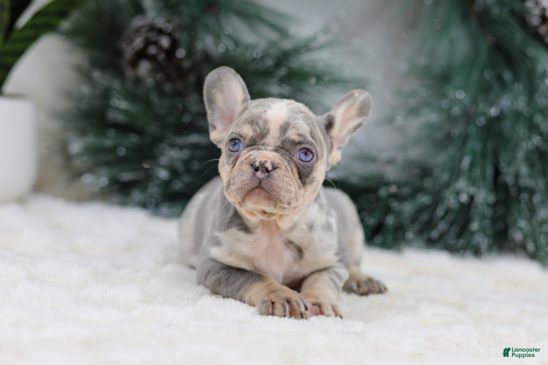 French Bulldog dogs for sale: Filo - Ad 6