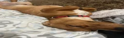 Dachshund dogs for stud: Copper and who? - Ad 2