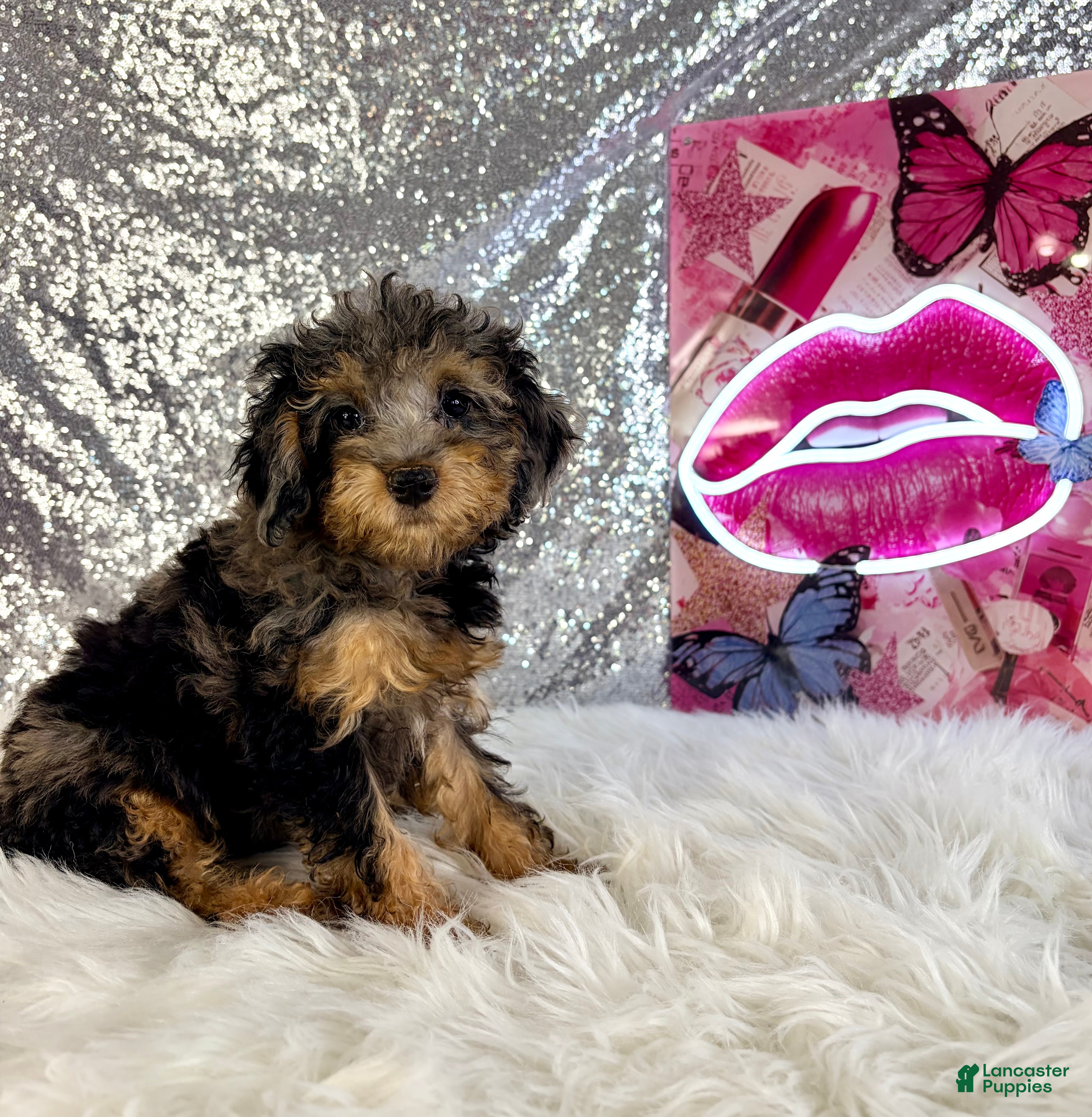 Bernedoodle dogs Ally Mae - Ad 32