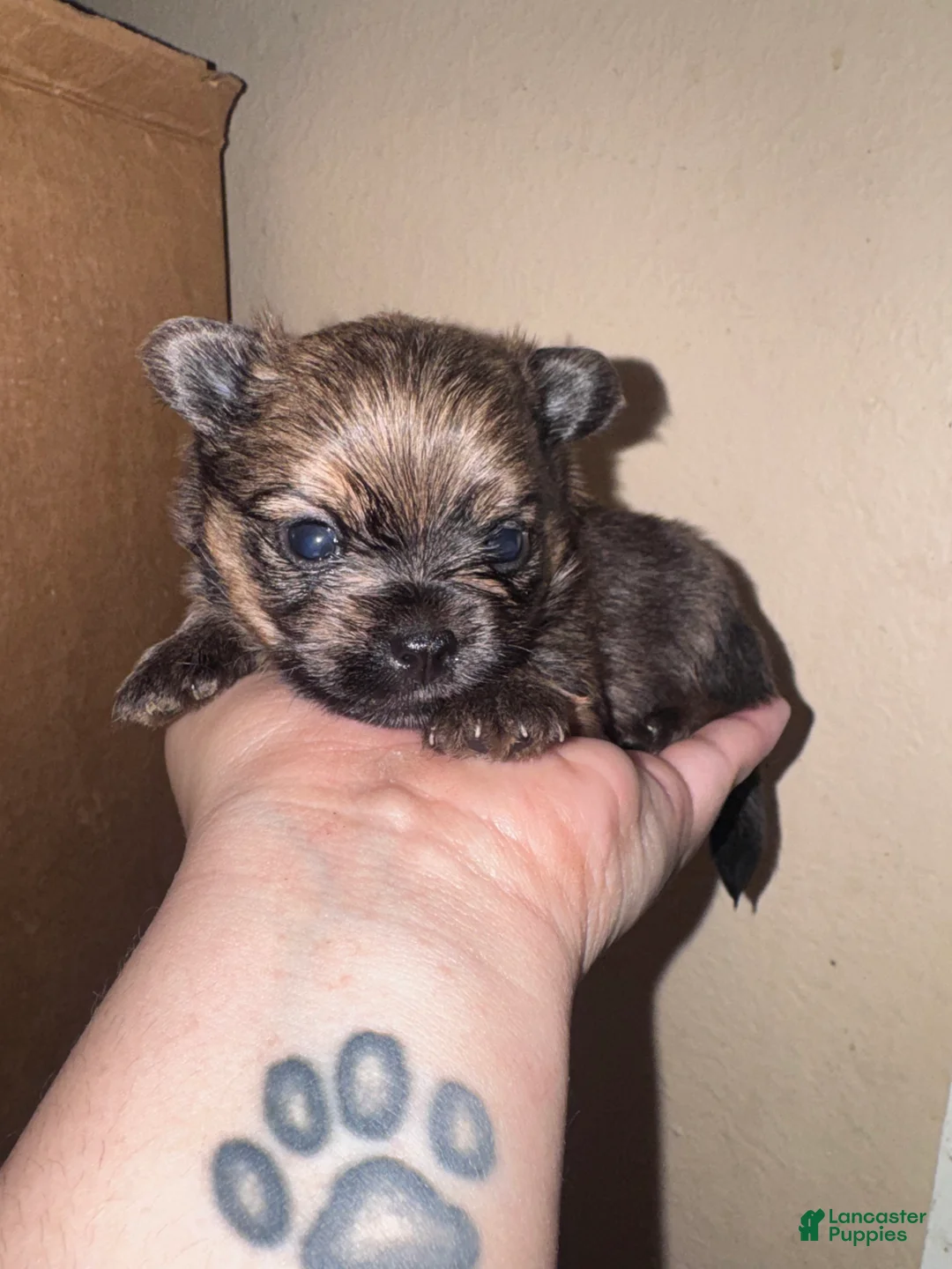 Mixed Breed dogs for sale: Simon - Ad 2