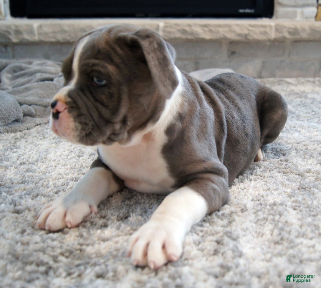 Olde English Bulldogge dogs for sale: Bruno - Ad 6
