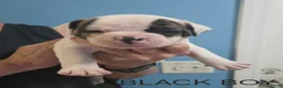 American Bulldog dogs for sale: Black Boy - Ad 1