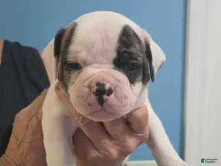 American Bulldog dogs Black Boy - Ad 27