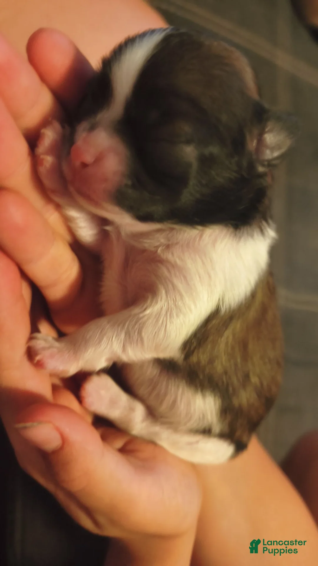 Shorkie dogs for sale: Milkshake  - Ad 1