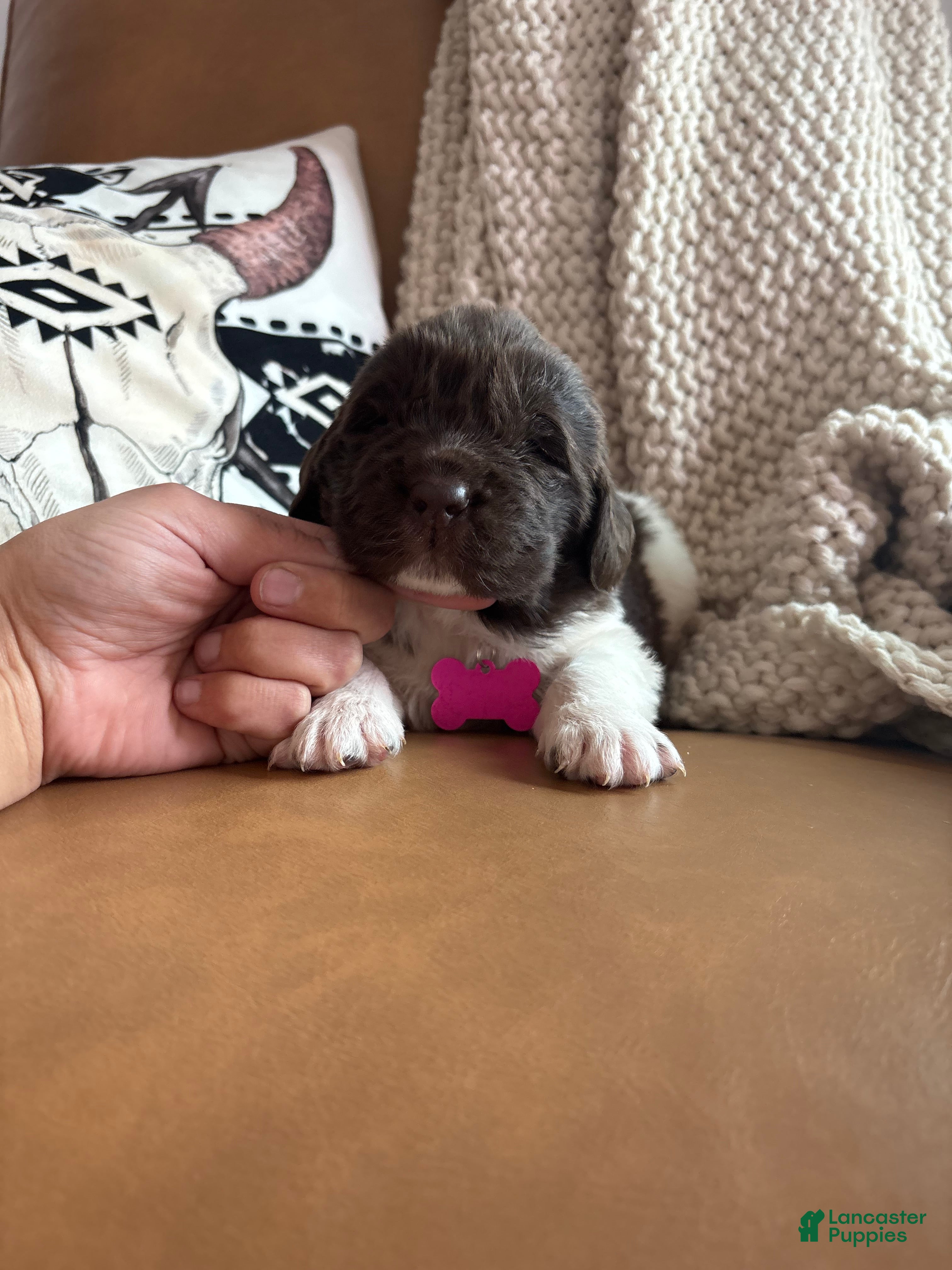 Newfoundland dogs Barbie  - Ad 25