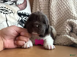 Newfoundland dogs Barbie - Ad 25