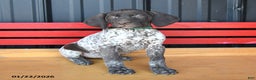 German Shorthaired Pointer dogs for sale: Twila - Ad 2