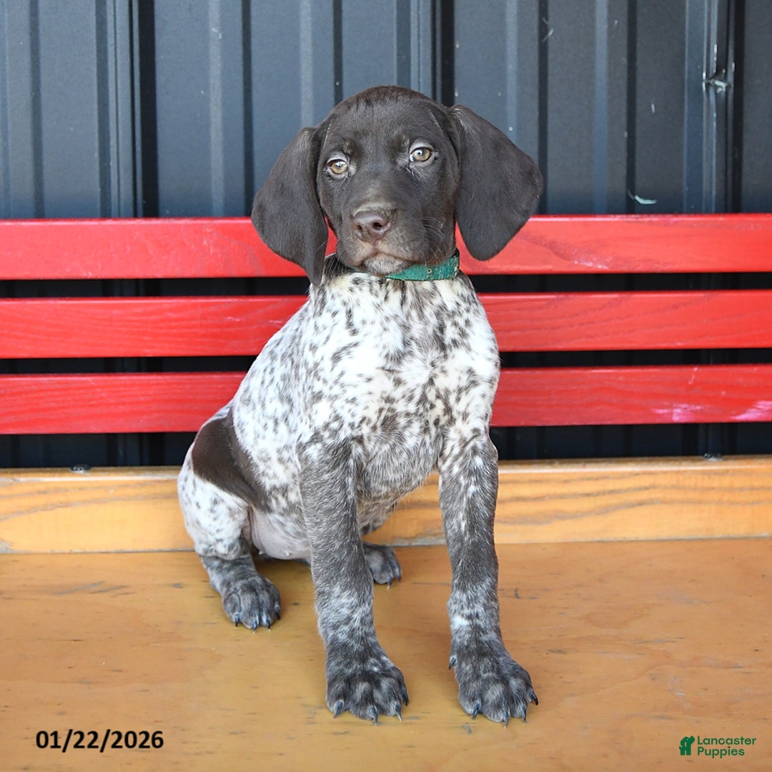 German Shorthaired Pointer dogs for sale: Twila - Ad 2