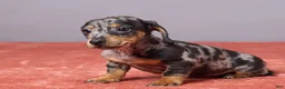 Miniature Dachshund dogs for sale: Violet - Ad 2
