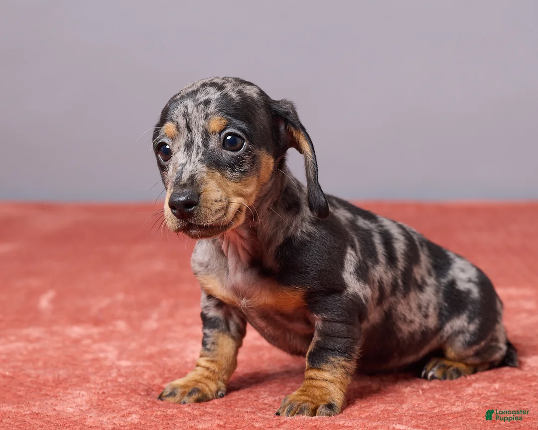 Miniature Dachshund dogs for sale: Violet - Ad 2