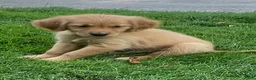 Golden Retriever dogs for sale: Golden Retriever 2 - Ad 1