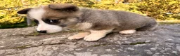Welsh Corgi Pembroke dogs for sale: Teddy - Ad 4