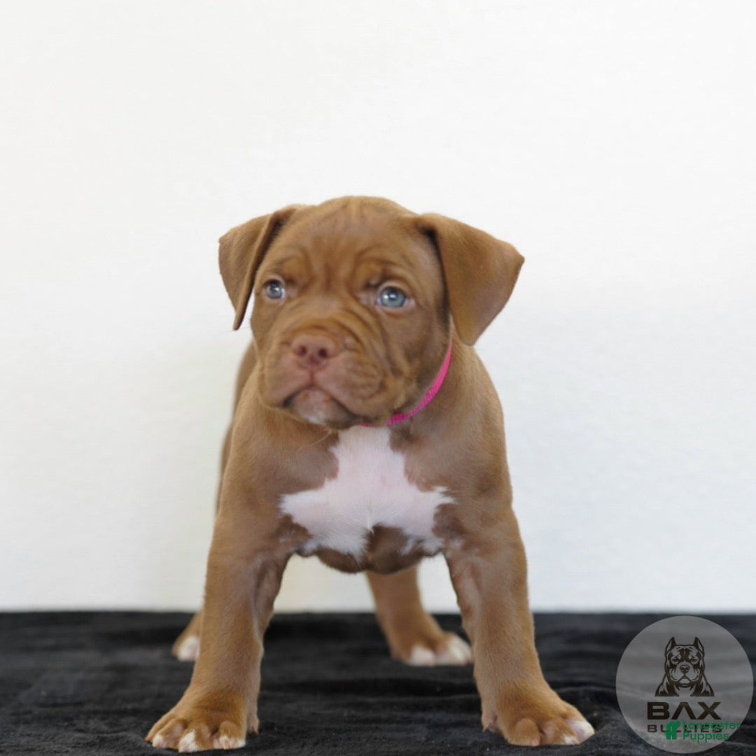 American Bully dogs for sale: American Bully 6 - Ad 1