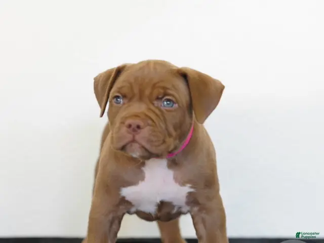 American Bully dogs for sale: American Bully 6 - Ad 1
