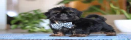 Shih Tzu dogs for sale: Romeo - Ad 4