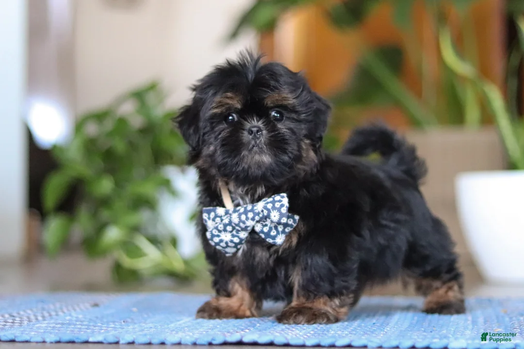 Shih Tzu dogs for sale: Romeo - Ad 4