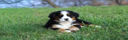 Bernese Mountain Dog dogs for sale: Casey - Ad 2
