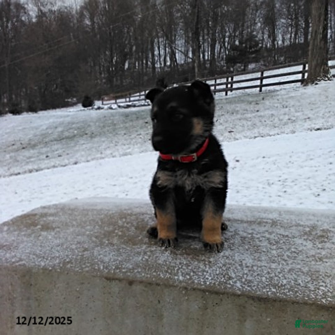 German Shepherd dogs for sale: Lilly - Ad 2