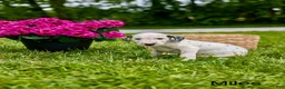 Mixed Breed dogs for sale: Miles - Ad 1