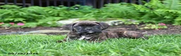 Boxer dogs for sale: Blaze - Ad 5