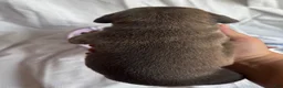 American Bully dogs for sale: American Bully 5 - Ad 4