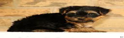 Yorkshire Terrier dogs for sale: Sophia - Ad 9