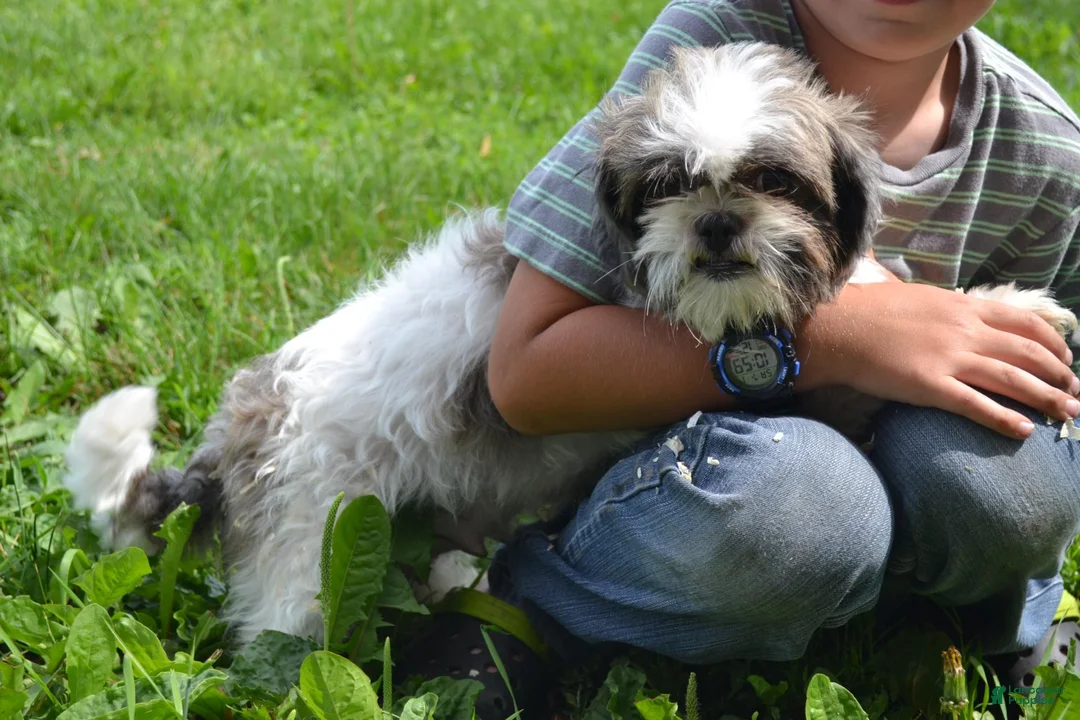 Malshi dogs for sale: Skye - Ad 7