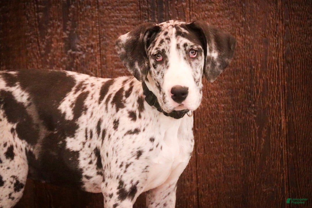 Great Dane dogs for sale: Lorelai - Ad 4