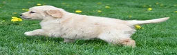 Golden Retriever dogs for sale: Cassandra - Ad 4