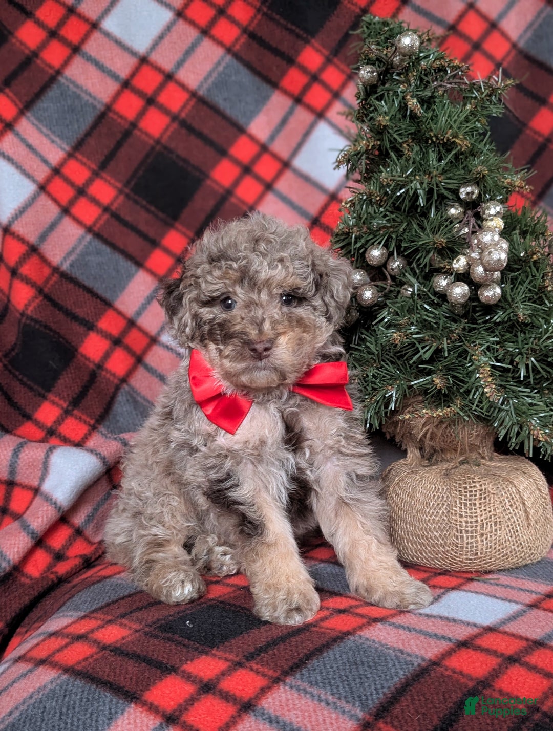 Mini Bernedoodle dogs for sale: Admiral Hypoallergenic - Ad 2