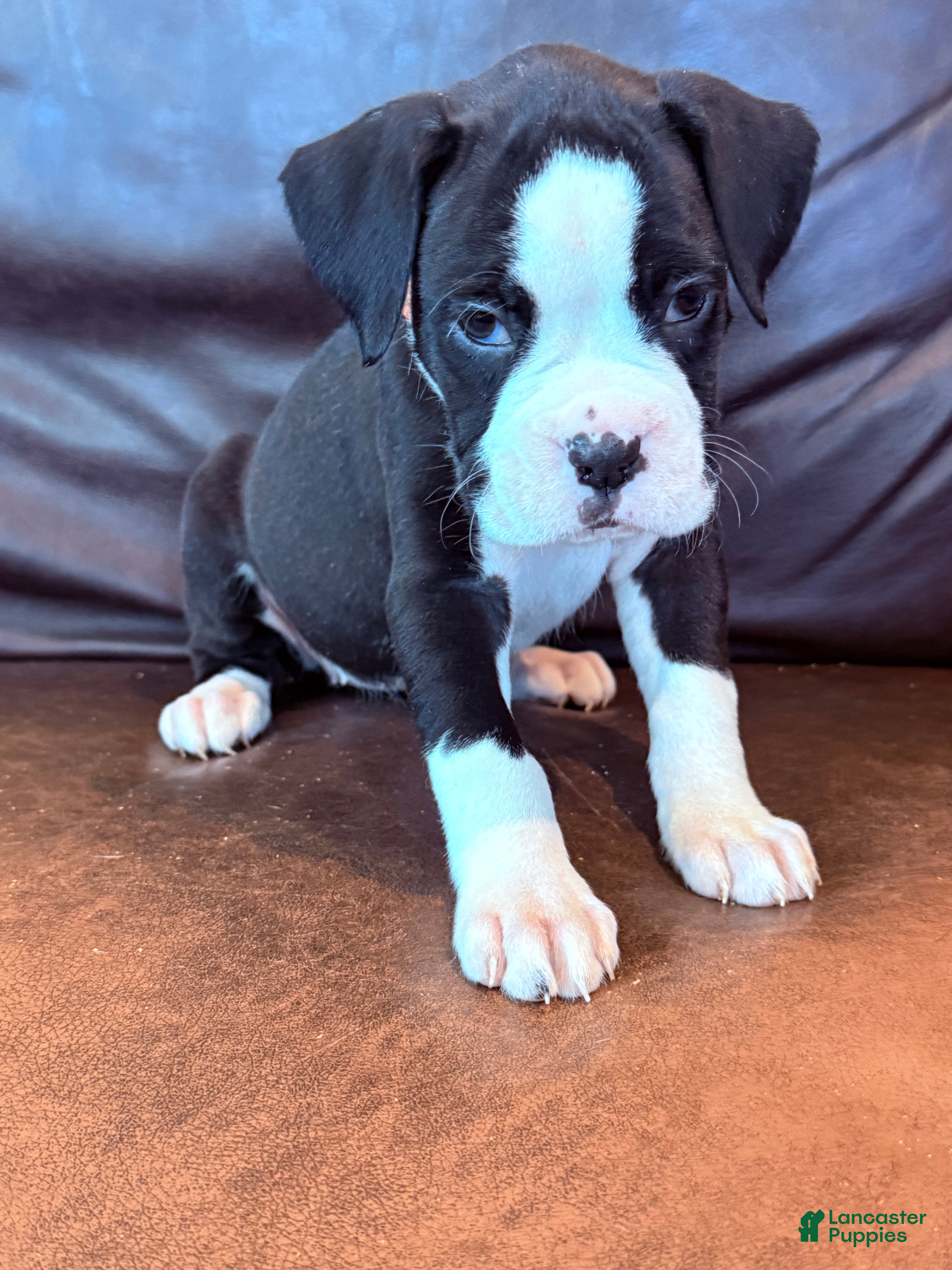 Boxer dogs Minnie - Ad 1
