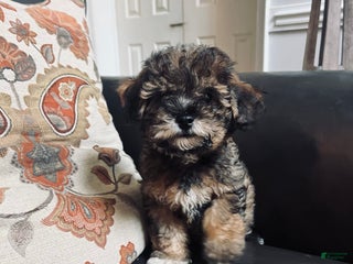 Havapoo dogs - Ad 31