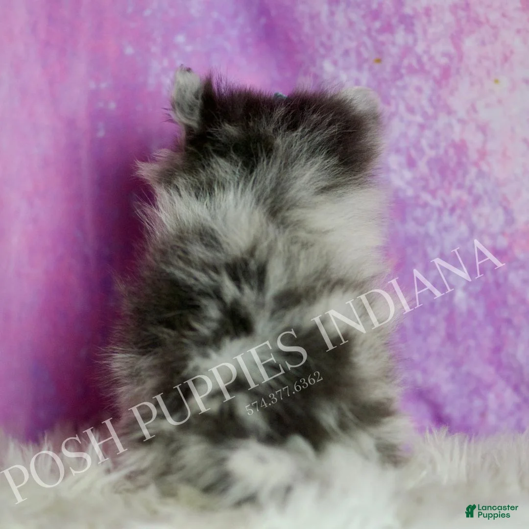Pomeranian dogs for sale: Skyler  - Ad 4