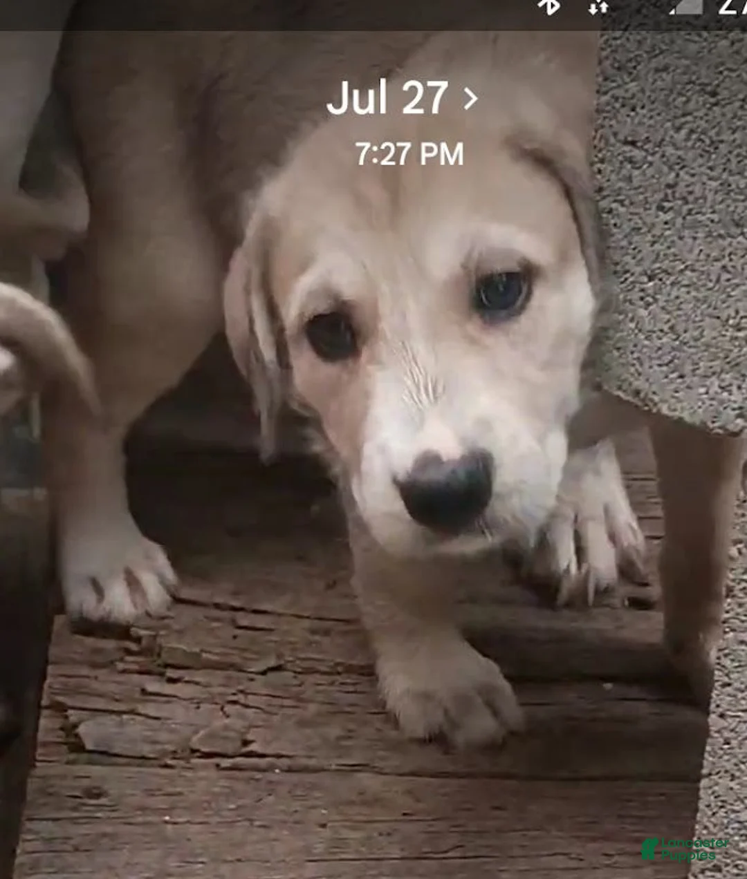 Mixed Breed dogs for sale: BARKEE - Ad 1