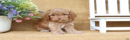 Cavapoo dogs for sale: Rowan - Ad 5