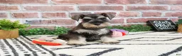 Miniature Schnauzer dogs for sale: Taylor - Ad 8