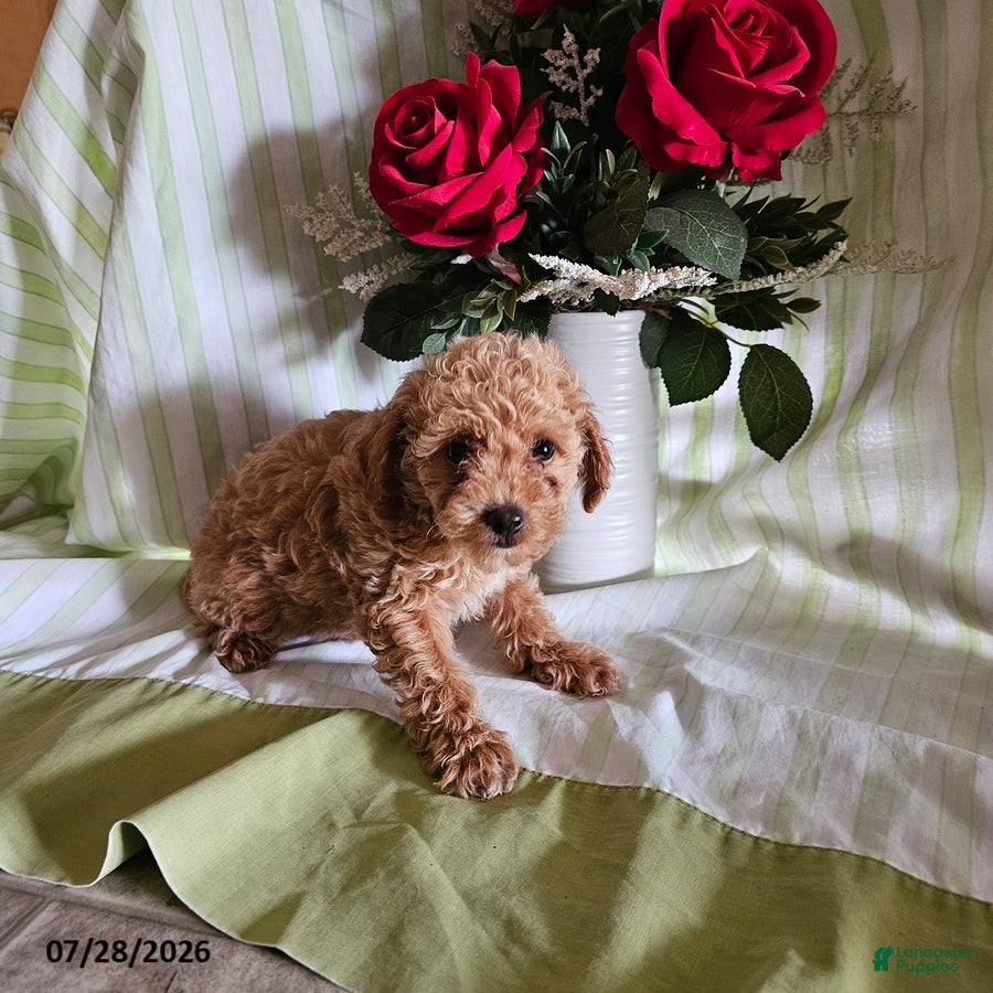 Toy Poodle dogs Twinkle - Ad 2