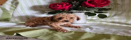Toy Poodle dogs for sale: Twinkle - Ad 2