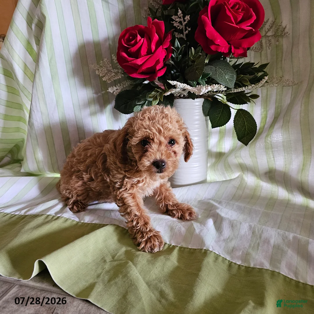 Toy Poodle dogs for sale: Twinkle - Ad 2