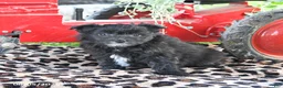 Pomapoo dogs for sale: Pebbles - Ad 3