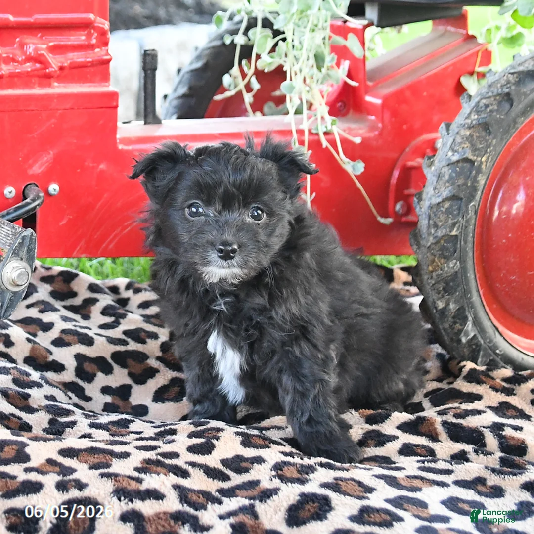 Pomapoo dogs for sale: Pebbles - Ad 3