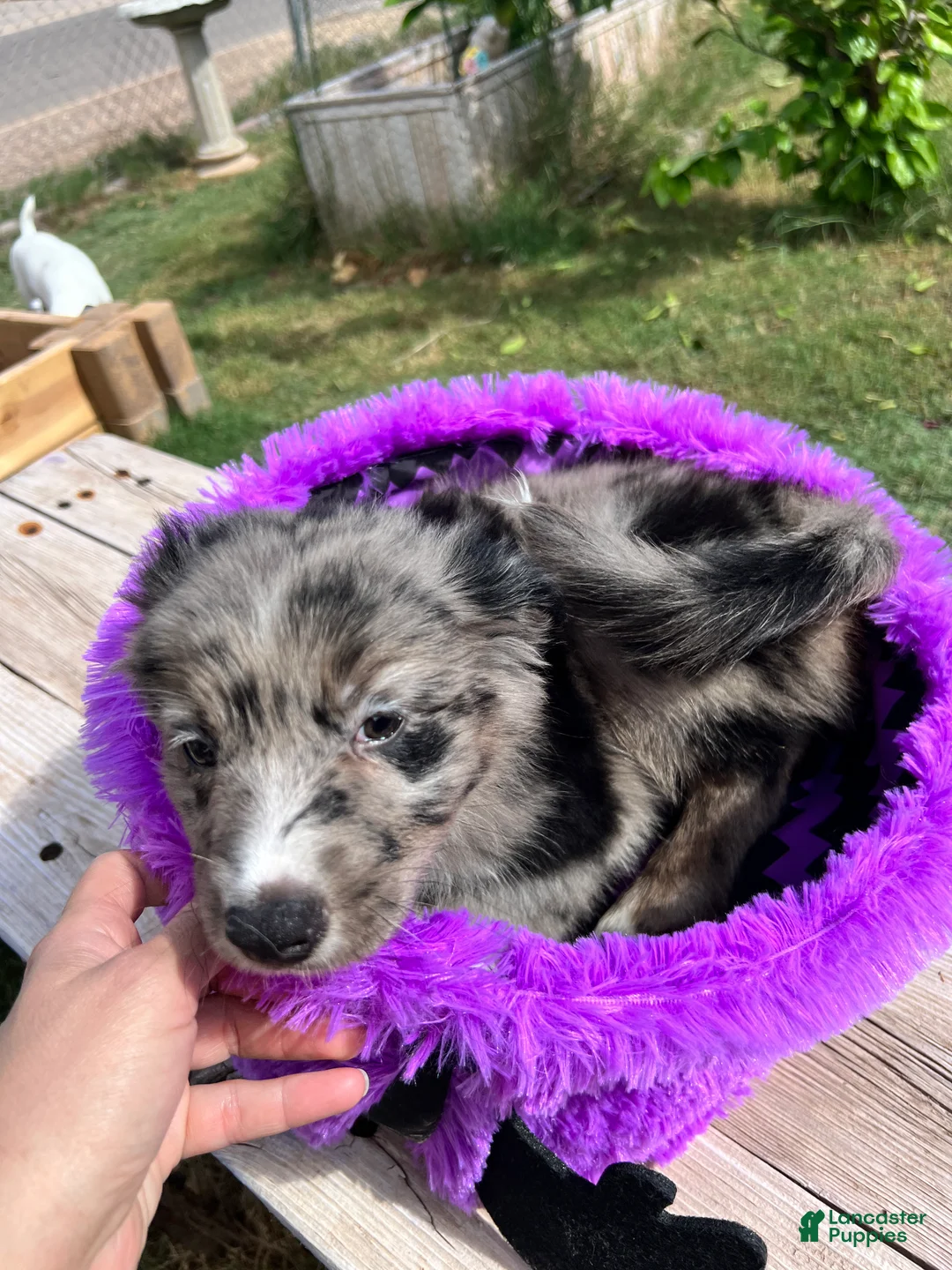 Mixed Breed dogs for sale: Green - Ad 2